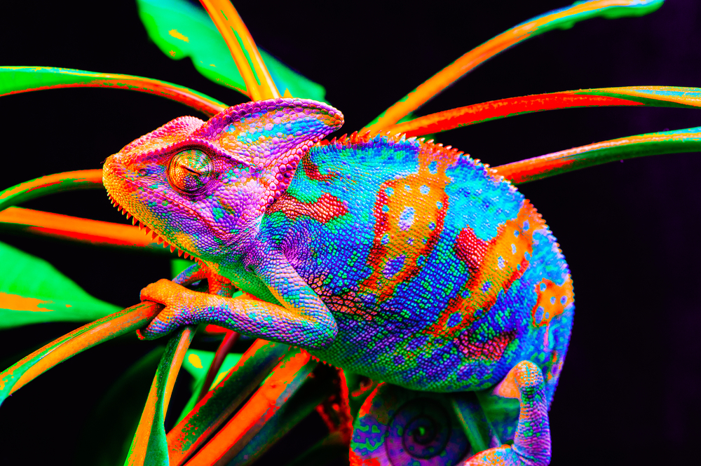 To Communicate Across Cultures, Be a Chameleon - Fluency Corp