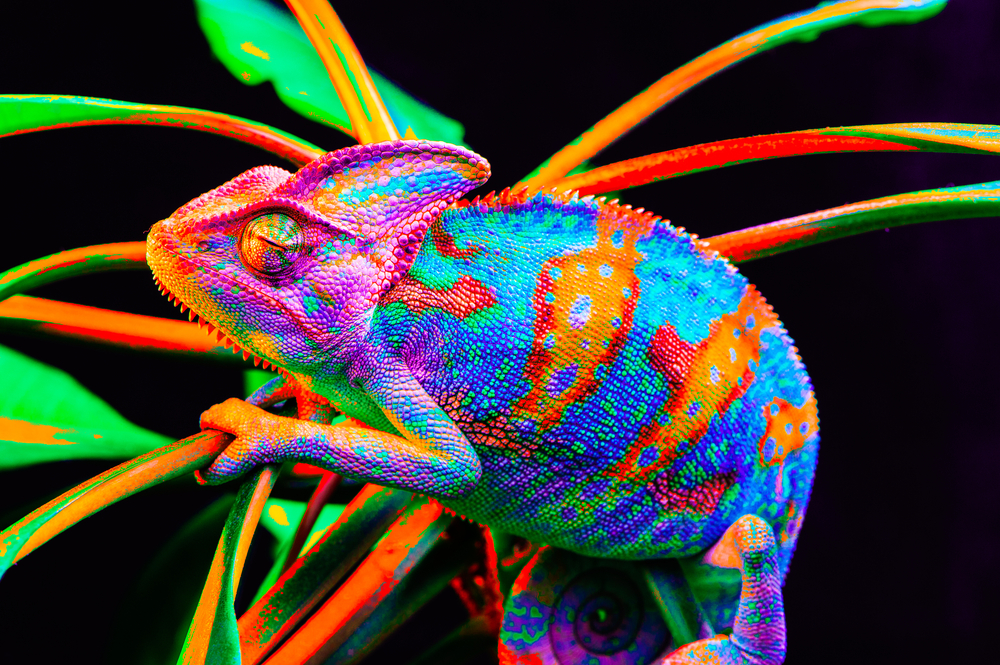 Be a chameleon to communicate in other cultures